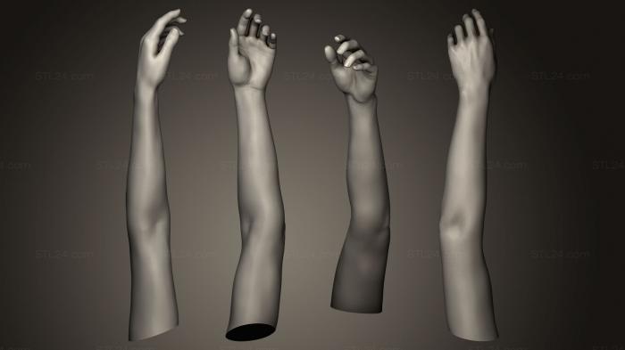 Анатомия скелеты и черепа (Поза женской Руки 7, ANTM_0073) 3D модель для ЧПУ станка